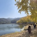 문광저수지 은행나무길 이미지