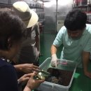 점박이 농장 이미지