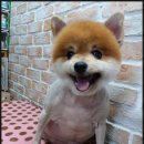 헬로도그맘