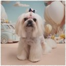 블랑드펫 이미지