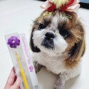 컨트리애견의집
