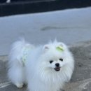매너짱 | 강아지 용품 | 강아지 매너벨트 귀여운 매너벨트 나야독