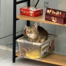 멍때리는 고양이 | 일산/탄현 고양이카페🐈[캣플헤븐]