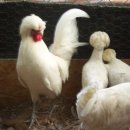 백필농장 이미지