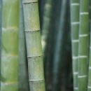 마더엔자임
