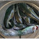 대명낚시터 이미지