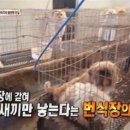 사체농장 이미지