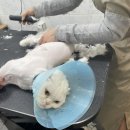 고양이무마취미용 고무미 이미지