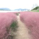 형산강 장미원 이미지