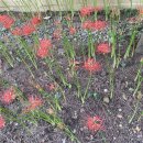 겹겹이 쌓이는 우아한 색채, 한국화 | 오늘의 클래식0922