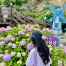 거제 저구항 수국축제 후기, 수국동산은 이제부터가 더 예쁩니다