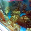 화진전복 이미지