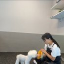 바른댕댕 애견유치원 이미지