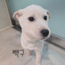 빽구