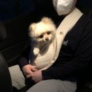 애키새
