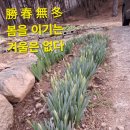 26.03.11(수.출석부) 승춘무동 일교차가 심해도 봄소식은 쑥쑥 이미지