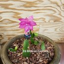 진도상설전통시장 이미지