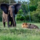 이건사자 이미지