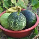 호박이넝쿨째 이미지