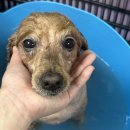 드림펫 동물병원 이미지