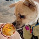 완도18호 이미지