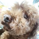 보리카매니아 이미지