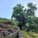 홍산향교 은행나무 이미지