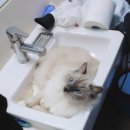 마마캐터리 이미지