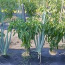 샤인민박 네이버블로그