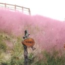 강아지마을 이미지