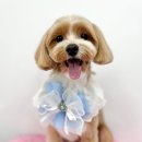 스파펫살롱 이미지