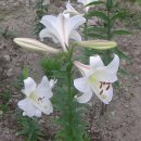 주택 앞 이미지