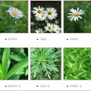 들꽃나라 이미지