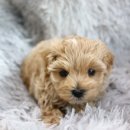 엔젤펫애견샵 | 양주애견분양 솔직한 펫샵 후기