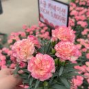 기서농장 | 남사 에르베 플라워 아울렛 가정의 달 시즌 식물. 5월 신상 꽃