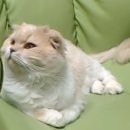 [in10지향] C9 5지부에서 클랜원 모집합니다. [26/30] 이미지