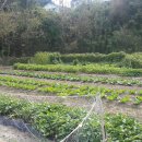 작은농장 이미지