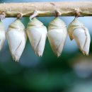 하늘누에 이미지