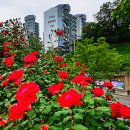 장미공원 주차장 이미지