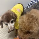 (주)아이케어 | 펫햄프 아이케어 나노필름 후기 노령견 눈영양제 오메가3효능