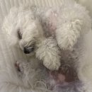 탄탄하개 유치원 이미지