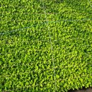 대가주천 이미지