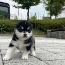 이담펫 네이버블로그