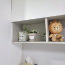 아이비파워 | 수성 아이비 후기｜ 실내에서 키우기 좋은 소형 식물 🌿