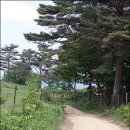 대관령마루길 이미지