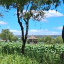 &#34;석과불식&#34;&#34; 이란 말이 있다 이미지