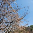 오늘자. 청풍~충주 벚꽃현황 이미지