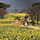 수선화