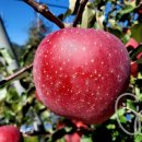 석천농장 | 사과묘목 부사계통 추천: K1(케이원후지) 착색·저장성 ‘재배 현장 후기’