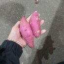 화산고구마 이미지